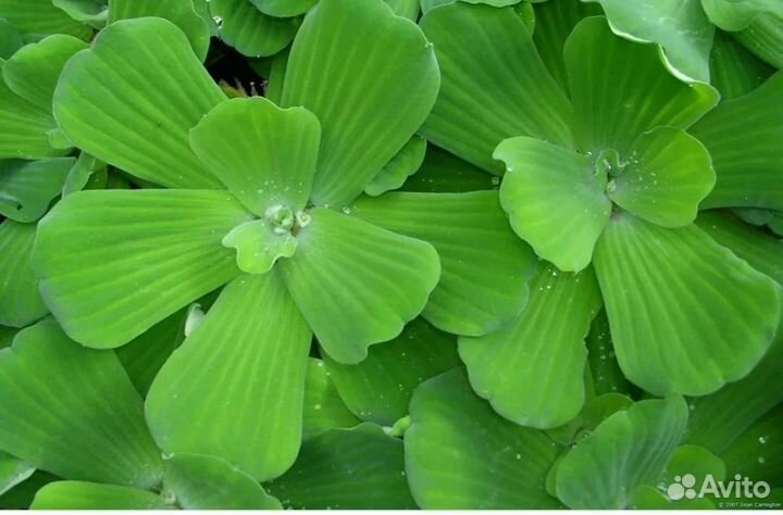 Пистия Аквариумное растение