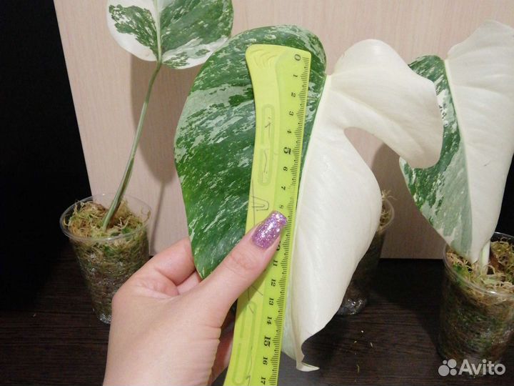 Монстера альба