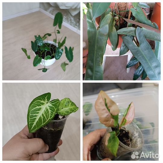 Комнатные цветы