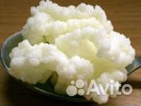 Молочный (тибетский) гриб