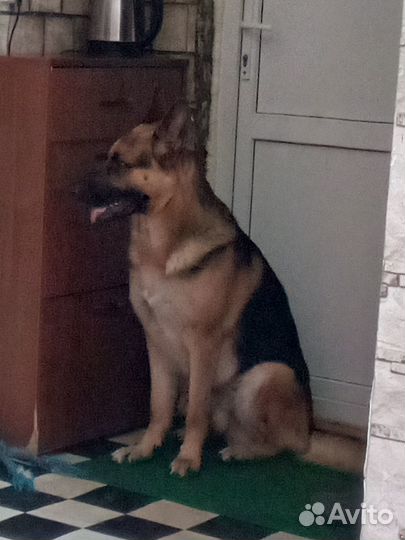 Ишим невесту