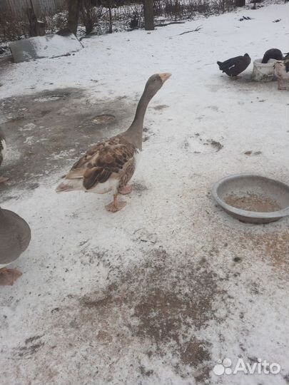 Гусак еденский