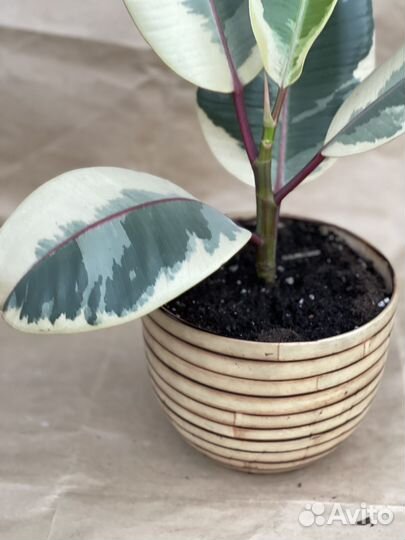 Фикус Эластика Тинеке