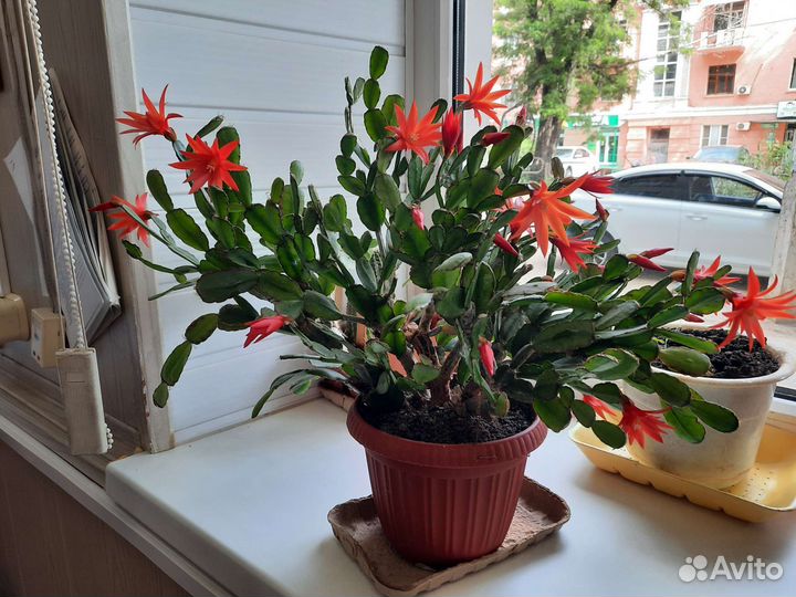 Цветок декабрист шлюмбергер