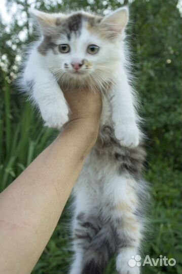 Котенок, девочка