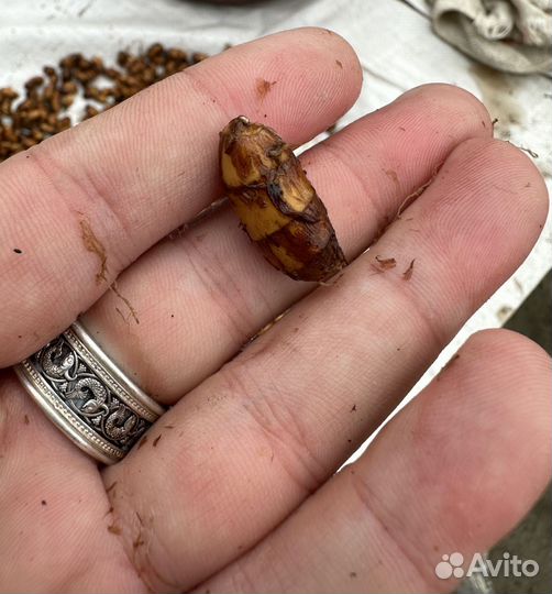 Тигровый орех (чуфа)