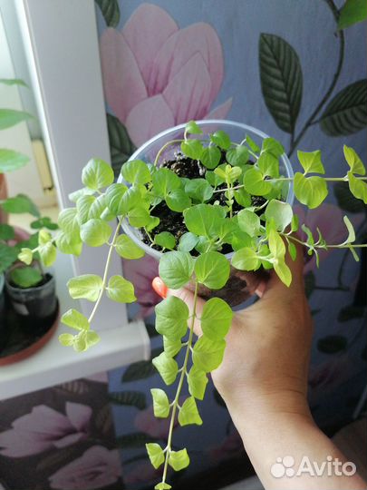 Продам цветочки