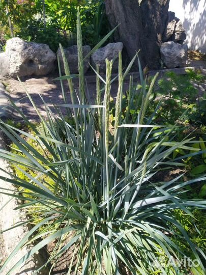 Вот такое красивое злаковое растение