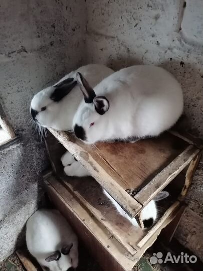 Продам кроликов калифорнийских