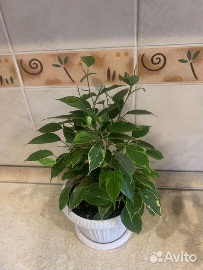 Сортовые фикусы