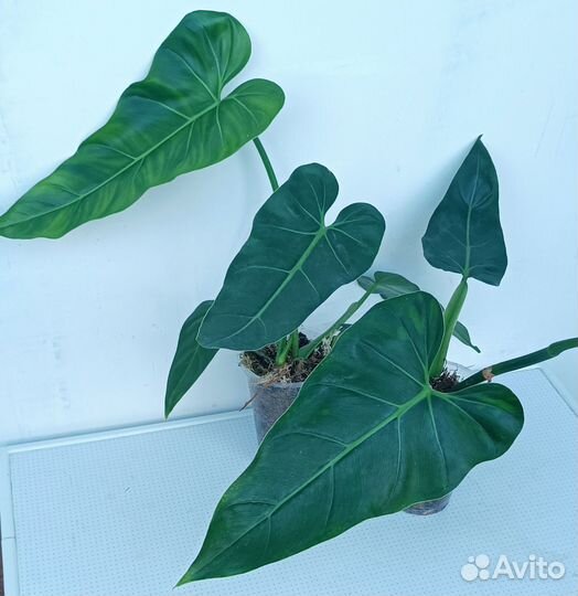 Филодендрон Максимум