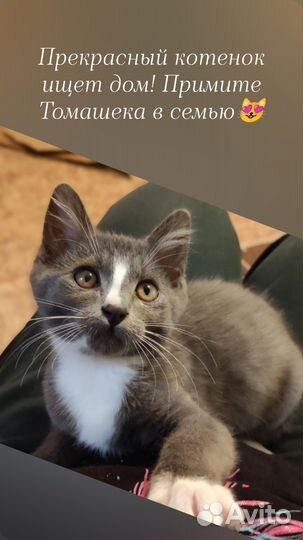 Котята в добрые руки