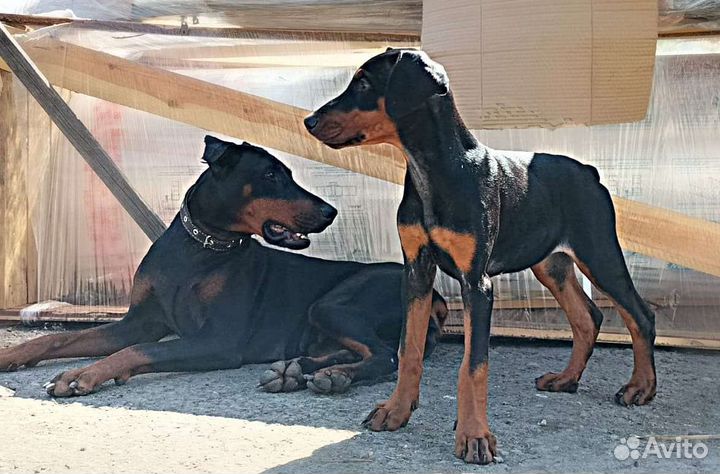 Щенки добермана