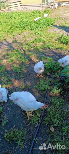 Мясо домашнего бройлера