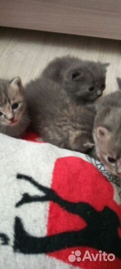 Котята