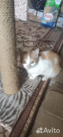 Котенок в добрые руки