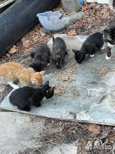 Котята в добрые руки с доставкой