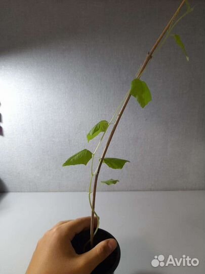 Кивано(зелёный дракон)