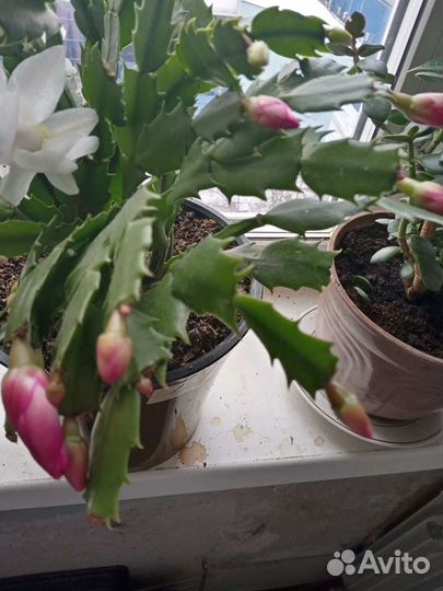 Укоренённые отростки декабриста продам