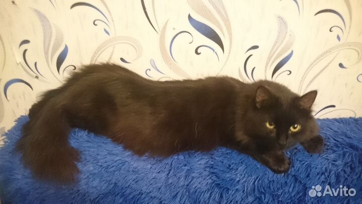 Зооняня, передержка животных, мед уход