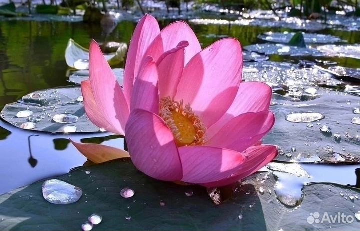 26-28.07 Железнодорожный тур «В край цветущих лото