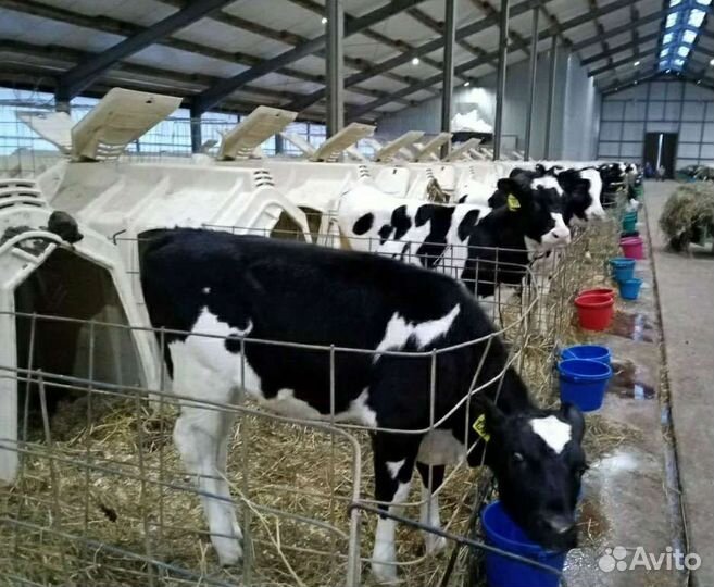 Холмогоры Голштины Бычок Теленок Телки