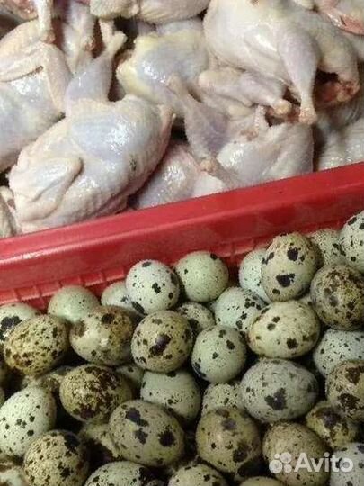 Яйцо и мясо домашнее перепелиное, инкубационное