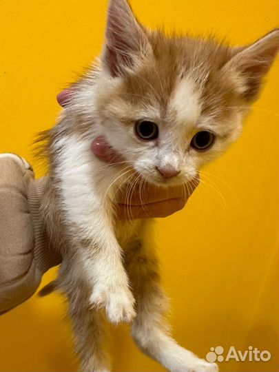 Котенок рыжий пятнистый 1,5 месяца в добрые руки