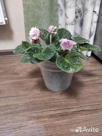 Фиалка в горшках