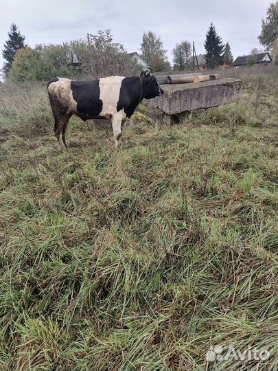 Быки на мясо