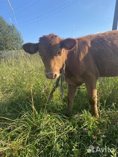 Телка мартовская