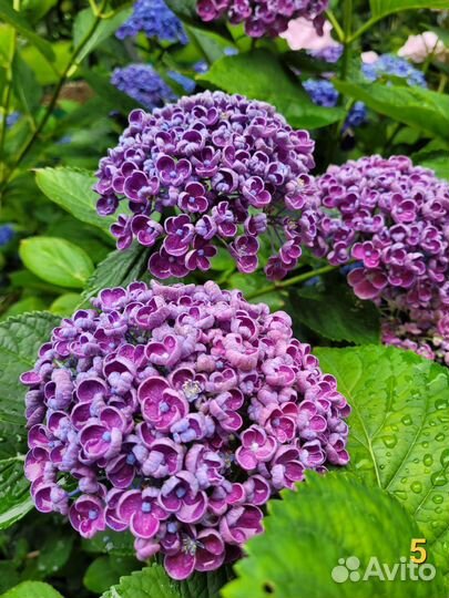 Кустарники