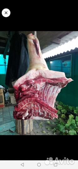 Мясо, свинина домашняя