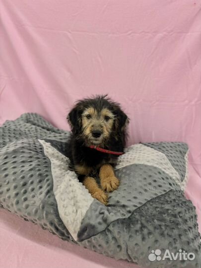 Щенок мальчик