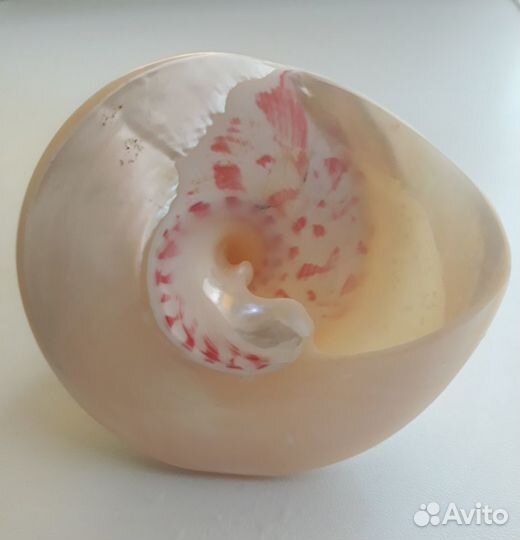 Раковина Нильского Трохуса (Конус перламутровый)