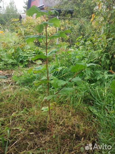 Калина обыкновенная