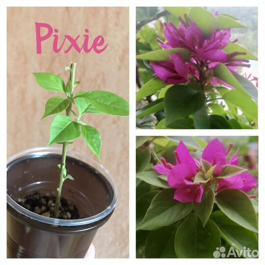 Бугенвиллия