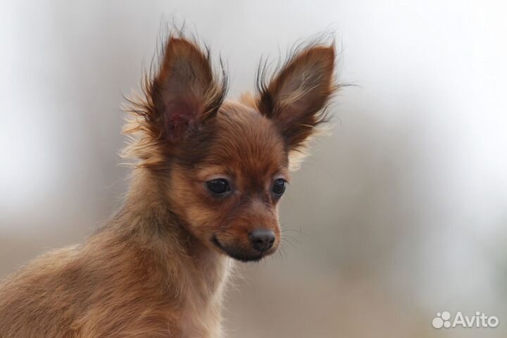 Продам Русский той