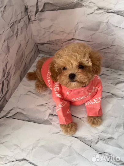 Мальтипу F1 premium mini