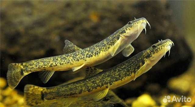 Голец усатый