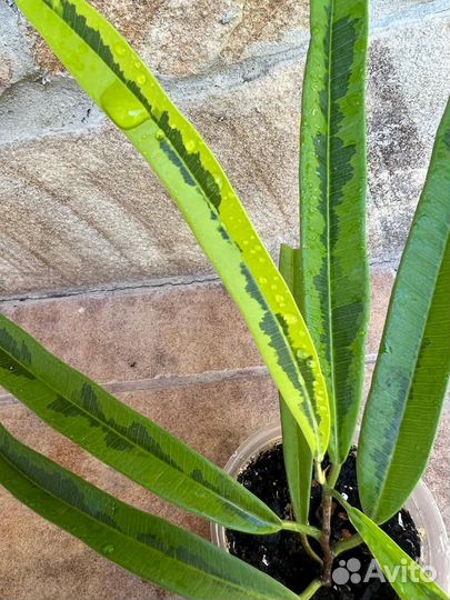 Фикус али амстел голд