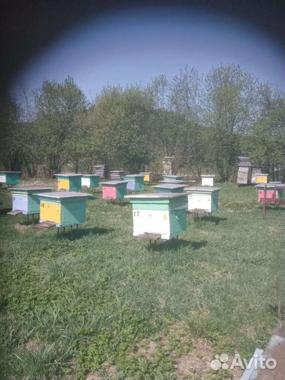 Продам пчел