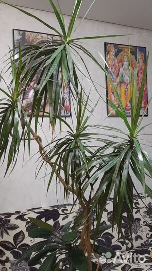 Драцена. Растёт у хозяйки уже 30 лет