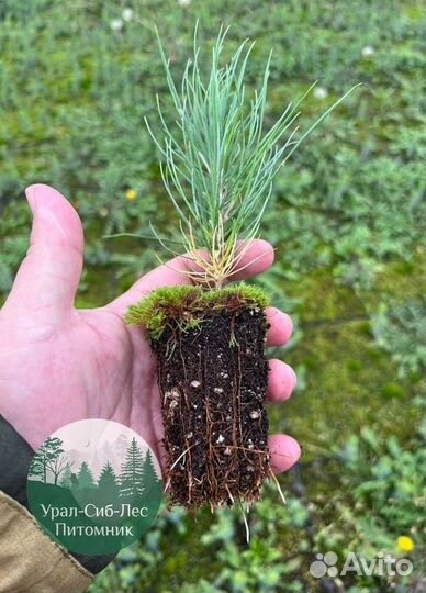 Зкс и окс Сосна Ель Лиственница сеянцы Голуб горн