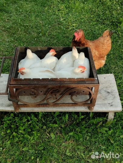 Петушки коралл белые