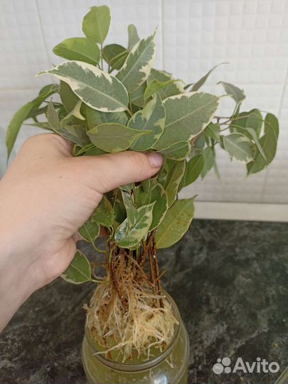 Фикус бенджамина большой