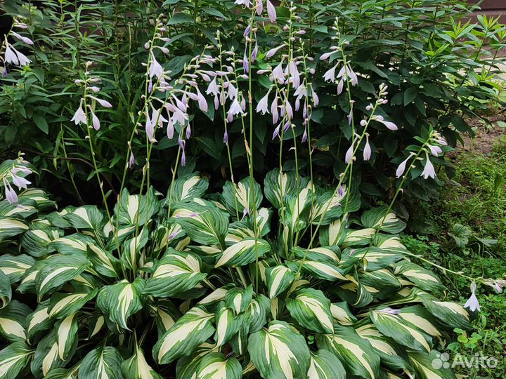 Хосты и Флоксы