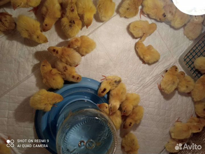 Перепела суточные