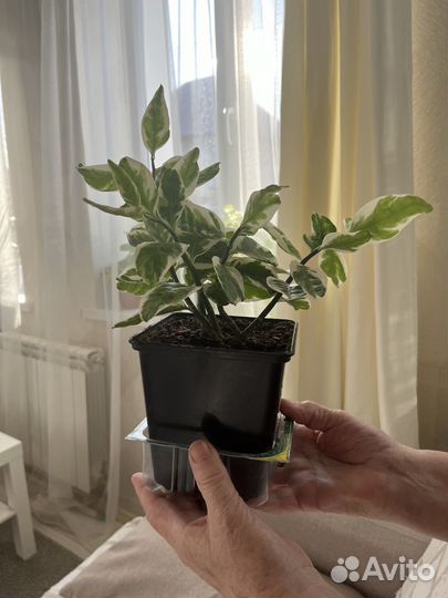 Цветок комнатный педилантус