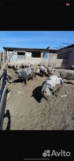 Продам свиней
